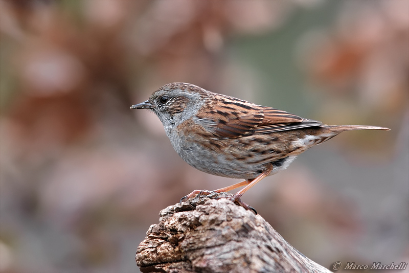 Passera scopaiola